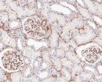 CD105 (Endoglin) Antibody in Immunohistochemistry (Paraffin) (IHC (P))