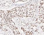 USP39 Antibody in Immunohistochemistry (Paraffin) (IHC (P))