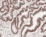 USP39 Antibody in Immunohistochemistry (Paraffin) (IHC (P))