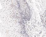 USP39 Antibody in Immunohistochemistry (Paraffin) (IHC (P))