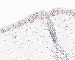 USP39 Antibody in Immunohistochemistry (Paraffin) (IHC (P))