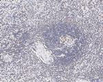 USP39 Antibody in Immunohistochemistry (Paraffin) (IHC (P))