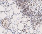 USP39 Antibody in Immunohistochemistry (Paraffin) (IHC (P))