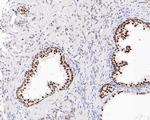 SR Antibody in Immunohistochemistry (Paraffin) (IHC (P))