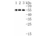 SR Antibody in Western Blot (WB)