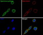 SMS Antibody in Immunocytochemistry (ICC/IF)