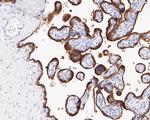 SMS Antibody in Immunohistochemistry (Paraffin) (IHC (P))