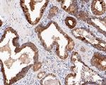 SMS Antibody in Immunohistochemistry (Paraffin) (IHC (P))