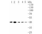 SMS Antibody in Western Blot (WB)