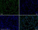 NPY5R Antibody in Immunocytochemistry (ICC/IF)