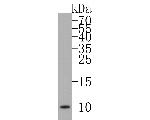 NOLA3 Antibody in Western Blot (WB)