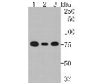 DPP3 Antibody in Western Blot (WB)