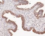 HOOK2 Antibody in Immunohistochemistry (Paraffin) (IHC (P))