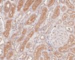 HOOK2 Antibody in Immunohistochemistry (Paraffin) (IHC (P))