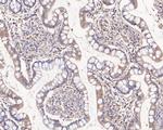 HOOK2 Antibody in Immunohistochemistry (Paraffin) (IHC (P))