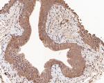 HOOK2 Antibody in Immunohistochemistry (Paraffin) (IHC (P))