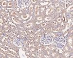 HOOK2 Antibody in Immunohistochemistry (Paraffin) (IHC (P))