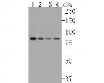 HOOK2 Antibody in Western Blot (WB)