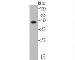 MC5R Antibody in Western Blot (WB)