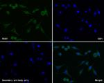 RASA1 Antibody in Immunocytochemistry (ICC/IF)