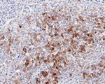 FDFT1 Antibody in Immunohistochemistry (Paraffin) (IHC (P))