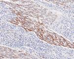 FDFT1 Antibody in Immunohistochemistry (Paraffin) (IHC (P))