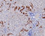 FDFT1 Antibody in Immunohistochemistry (Paraffin) (IHC (P))