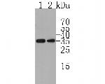 CD79b Antibody in Western Blot (WB)