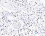 USP39 Antibody in Immunohistochemistry (Paraffin) (IHC (P))