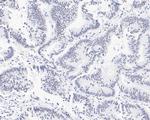 USP39 Antibody in Immunohistochemistry (Paraffin) (IHC (P))