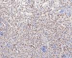 USP39 Antibody in Immunohistochemistry (Paraffin) (IHC (P))