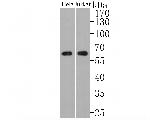 USP39 Antibody in Western Blot (WB)