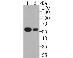 PDCD7 Antibody in Western Blot (WB)