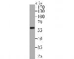 PDCD7 Antibody in Western Blot (WB)