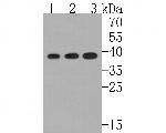 ACAT2 Antibody in Western Blot (WB)