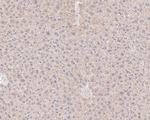 FKTN Antibody in Immunohistochemistry (Paraffin) (IHC (P))