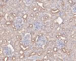 FKTN Antibody in Immunohistochemistry (Paraffin) (IHC (P))