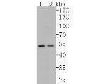 FKTN Antibody in Western Blot (WB)