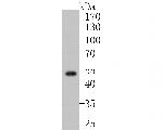 FKTN Antibody in Western Blot (WB)