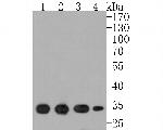 ARPC2 Antibody in Western Blot (WB)