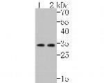 ARPC2 Antibody in Western Blot (WB)