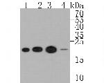 RCL Antibody in Western Blot (WB)