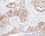 ZPR1 Antibody in Immunohistochemistry (Paraffin) (IHC (P))