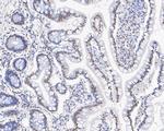 CPSF3 Antibody in Immunohistochemistry (Paraffin) (IHC (P))