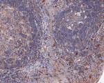 ABH1 Antibody in Immunohistochemistry (Paraffin) (IHC (P))