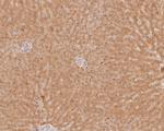 USP24 Antibody in Immunohistochemistry (Paraffin) (IHC (P))