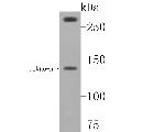 USP24 Antibody in Western Blot (WB)