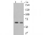 CRMP3 Antibody in Western Blot (WB)