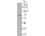 CRMP3 Antibody in Western Blot (WB)