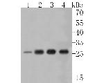 UPP1 Antibody in Western Blot (WB)